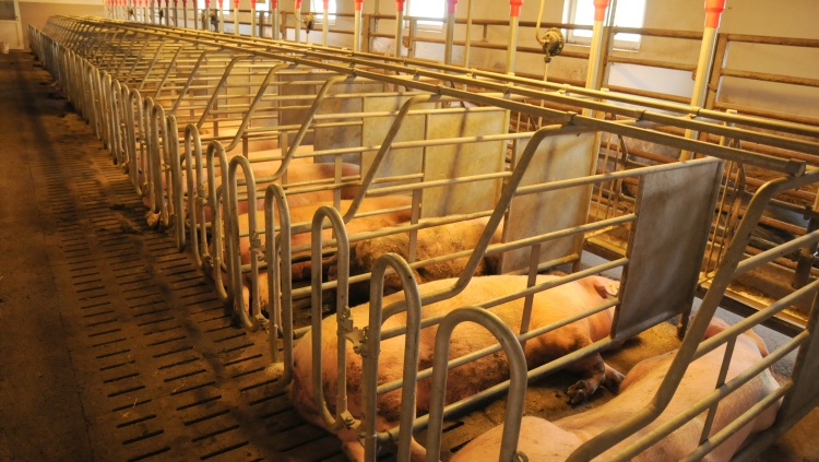 Tíz év után újabb sertés-riadó: Aujeszky-betegség Somogyban