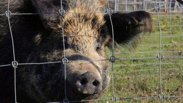 Vaddisznó a Bakonyban – a Horizont Média korábbi felvétele csak illusztráció!