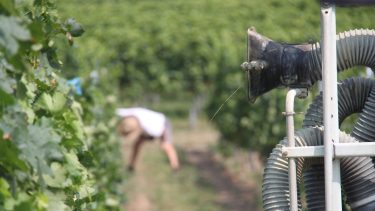 szőlőkabóca aranysínű sárgaság