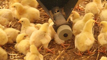 Agrárágazat Tudástár: Állat-külkereskedelmi szerkezetváltás – A hazai állat- és húsfélék külkereskedelmében 2025-ben javult az egyenleg, elsősorban az import visszaesése és a sertés-, illetve baromfiszektor stabil exportteljesítménye miatt, miközben a szarvasmarha-ágazat járványügyi okokból visszaszorult; a folyamat EU-függő értékesítési szerkezetet és fokozódó ágazati átrendeződést jelez a mezőgazdaságban.