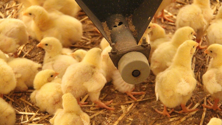 Sertéssel, baromfival javított az állat-külkereskedelmében