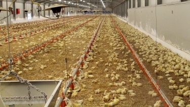 brojlercsirke telep Dél-Magyarországon