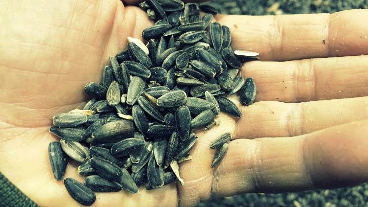 Olajosmagvak árkilátásai 2026-ban: túlkínálat nyomja a piacot