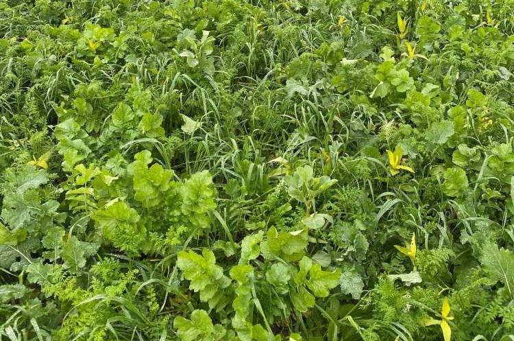 Tavaszi magágykészítés takarónövény után