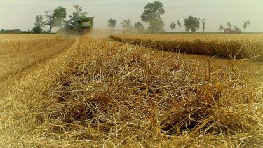 gabona aratása kombájnnal