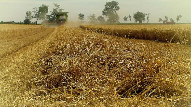 Iszonyatosan sok termett a világ legolcsóbb búzájából