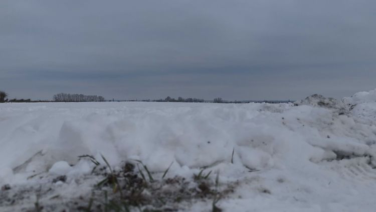 Megmenti-e a hótakaró az őszi gabonákat?