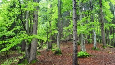 erdő Dél-Magyarországon