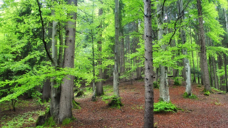 200 millió fával küzdünk a klímavédelemért az erdősítésben