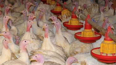 pulykák pulykatelepen itatónál