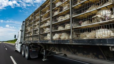 baromfi pulyka szállítás kamionnal