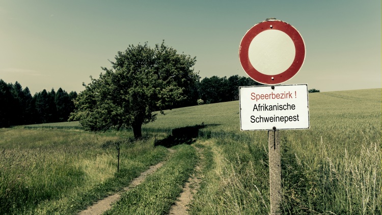 24 milliárdos sertéspestis-veszteség, nagy a nyomás Európán