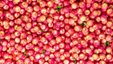 hatalmas mennyiségű alma