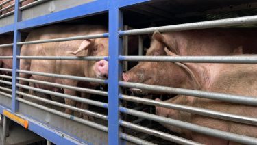 Nő a kiszállítás a dél-amerikai óriás-sertésexportőrnél (fotó: Shutterstock)