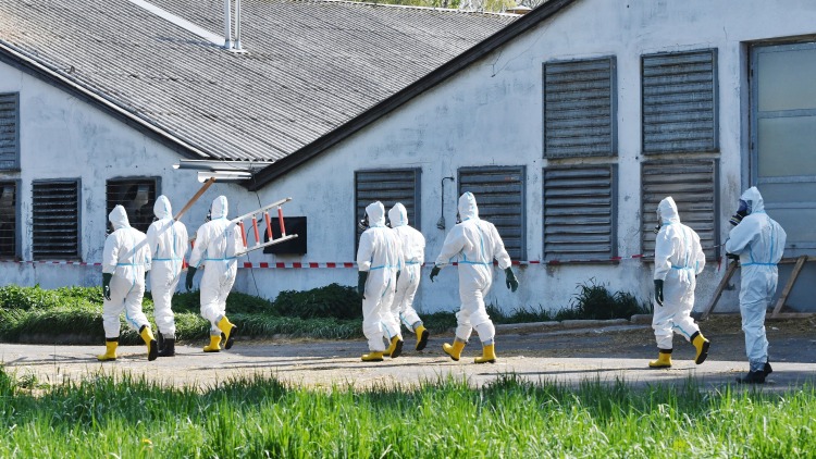 járványügy ellenőrök telepi biobiztonság