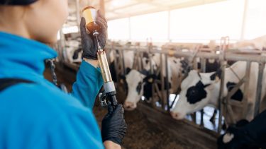 állatorvos vakcinázni készül szarvasmarhatelepen