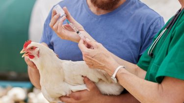 vakcina baromfinak állatorvostól