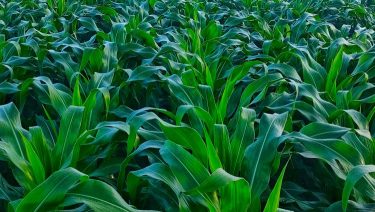 A kukoricatremesztésben is ajanlott a humin- és fulvosavak alkamazása, mert a hozam garantált. Keresse a Huminisz szakembereit!