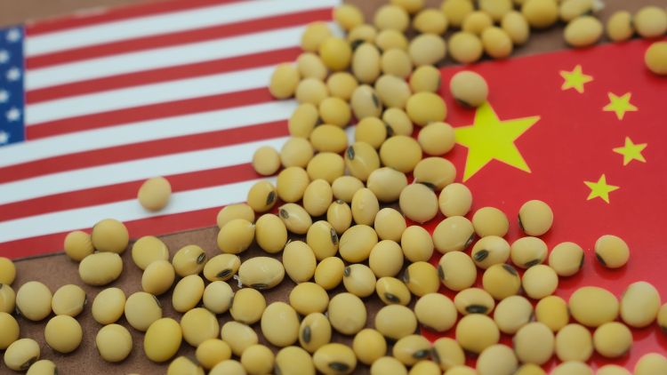 Évtizedes visszaesésben az USA szójaexportja Kínában