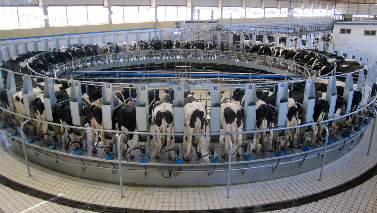 automatikus fejőrendszer egy európai gazdaságban