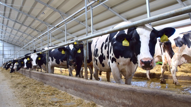 Hamarosan mind a tej-, mind a sertésszektorban javulhatnak az árak (Illusztráció: Horizont Média/archív)