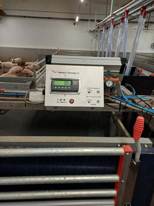 automata sertésetetés nagyüzemben