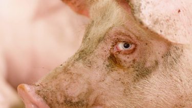 A szerződéses integráció a sertéságazatban kiszámíthatóbb beszállítást ígér, de a jövedelmezőséget nem garantálja. (fotó: shutterstock.com)