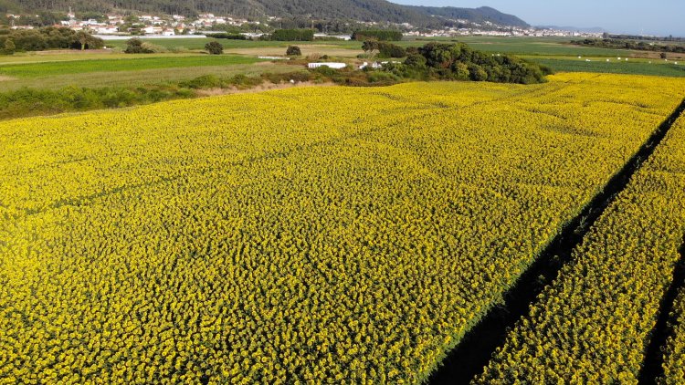 Miért kerülhet előtérbe a napraforgó makrofominás hervadása?