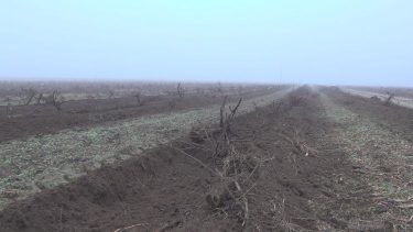 Kiszedett tőkék a Halasi Borászati Kft. területén