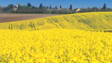 nagy hozamú repceföld település határában