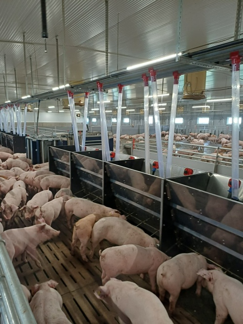 automata sertésetetés nagyüzemben