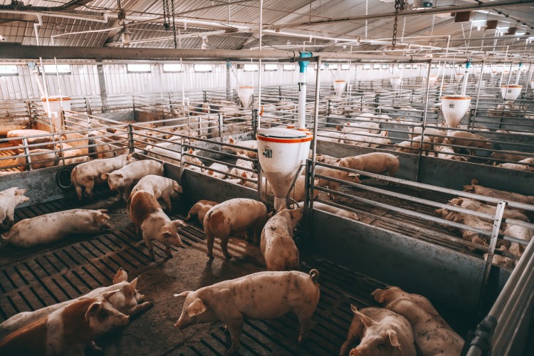 Az állatjóléti szintek felé terelt piac a mezőgazdaságban beruházást kér – szerződés nélkül sokszor nincs magasabb ár. (fotó: shutterstock.com)