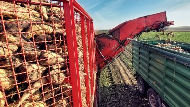 cukorrépa-betakarítás Jász-Nagykun-Szolnok megyében