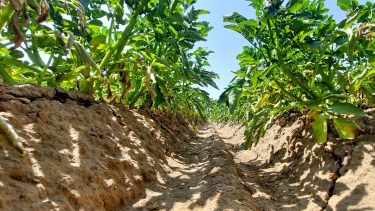 Agrárágazat Tudástár: Szakmaközi szervezet – Olyan, az ágazat szereplőit (termelők, kereskedők, feldolgozók) összefogó, államilag elismert érdekképviseleti forma, amely a termékpálya működését segíti: közös minimumokat, ajánlásokat és piaci szabályokat alakít ki (minőség, jelölés, szerződéses fegyelem), és egységesebb fellépést tesz lehetővé válsághelyzetben is. Egy termékre akkor kérhető elismerés, ha a szervezet a termékpálya jelentős részét – jellemzően legalább 60%-át – lefedi.