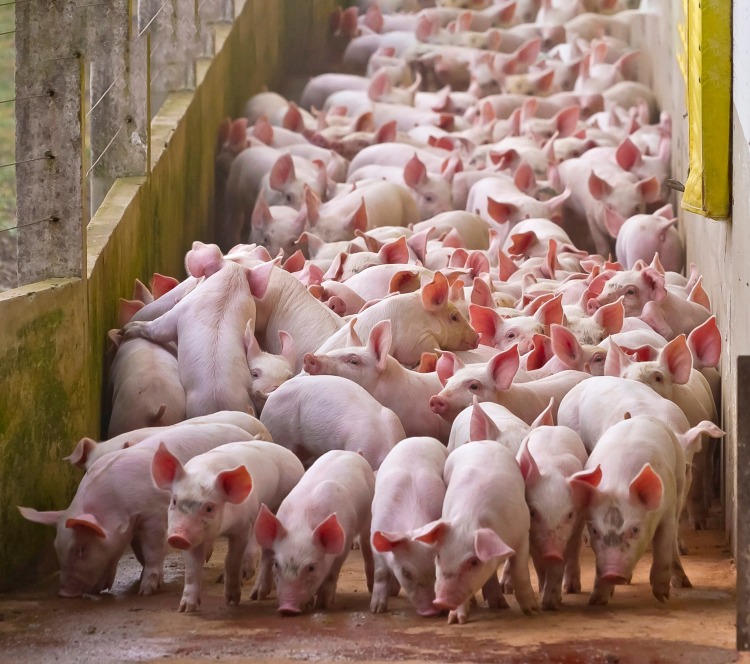 Az állatjóléti szintek felé terelt piac a mezőgazdaságban beruházást kér (fotó: shutterstock.com)