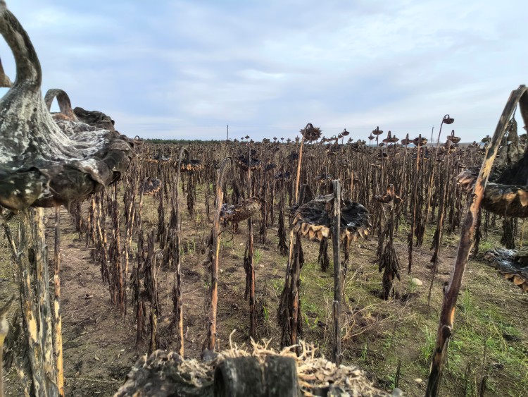 Aszály stressz napraforgóállomány nyáron