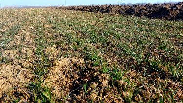 Ősszel vetett búza tél végén Észak-Magyarországon (Fotó: Horizont Média/archív)