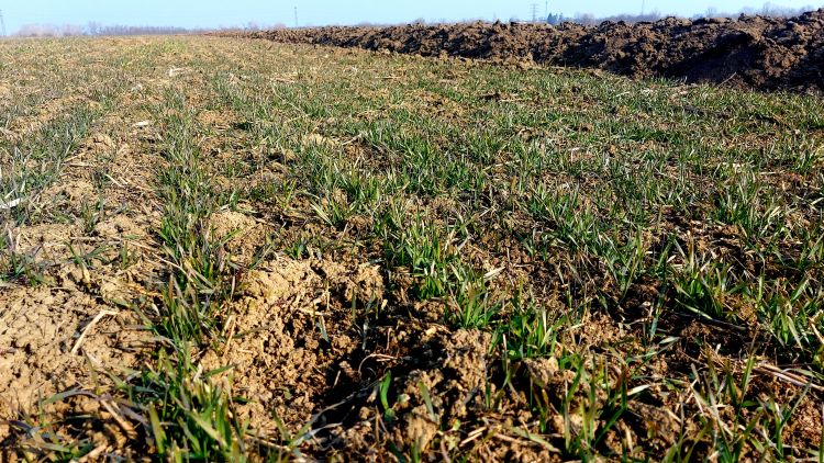 Ősszel vetett búza tél végén Észak-Magyarországon (Fotó: Horizont Média/archív)