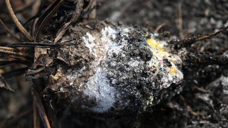 Cukorrépa Macrophomia (fotó: Kovács, 2024)