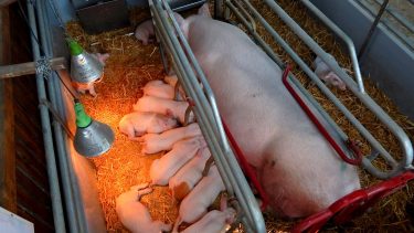 Hamarosan lehet kérvényezni a sertés-állatjóléti támogatást (Illusztráció: Horizont Média/archív)