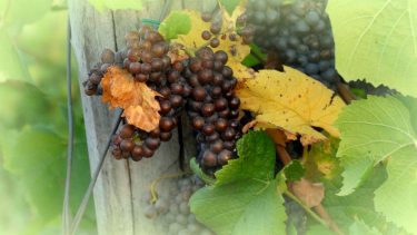 szőlő őszi szüret előtt