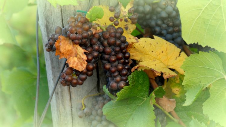 szőlő őszi szüret előtt