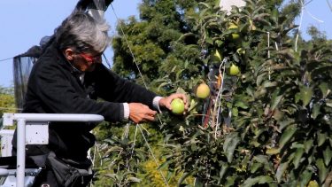 intenzív almaültetvény termésvizsgálat szüret előtt