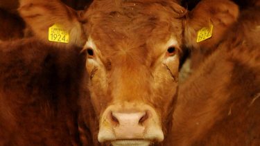 szarvasmarha egy magyarországi tenyésztőnél