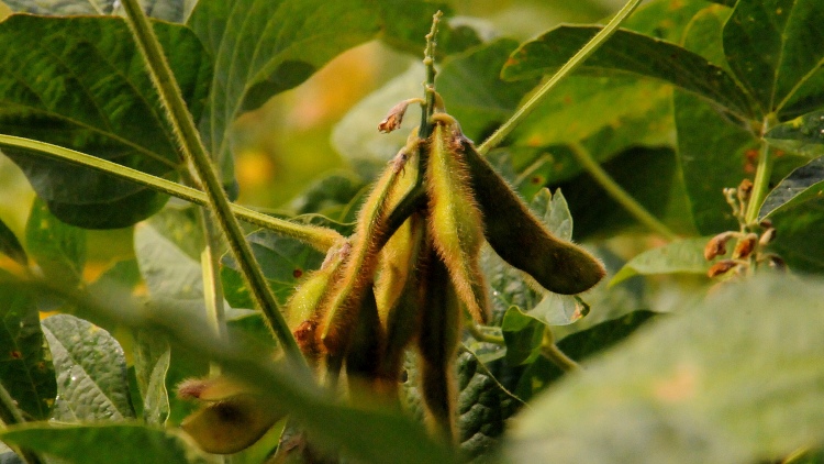 érésben lévő nyári szója