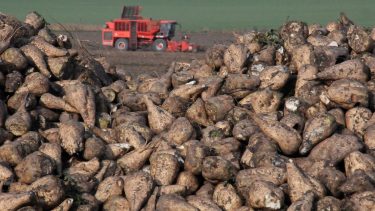 cukorrépa betakarítás kombájn gazdaság