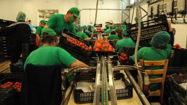 paradicsomválogató és csomagoló üzem kertészeti integrációban