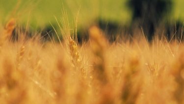 búza a nyári forróságban Baranyában