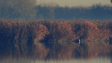 szikes tavas vizes élőhely a Kiskunságban