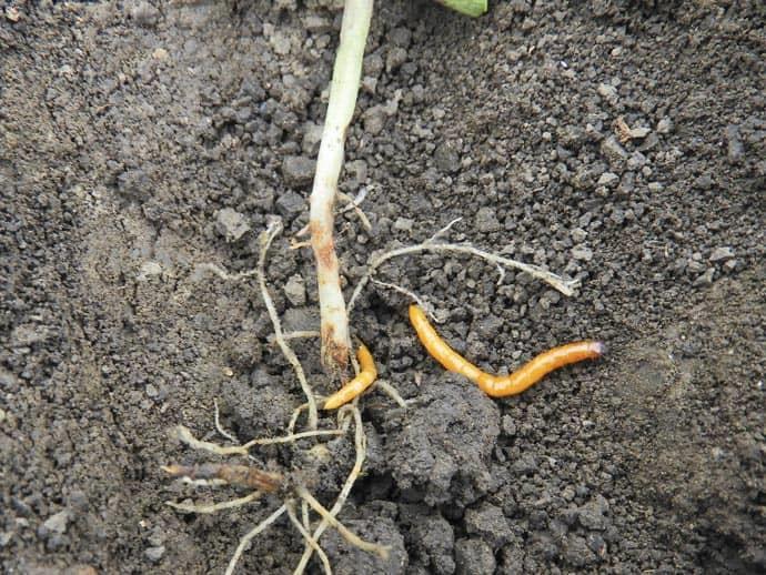 Drótféreg napraforgóban